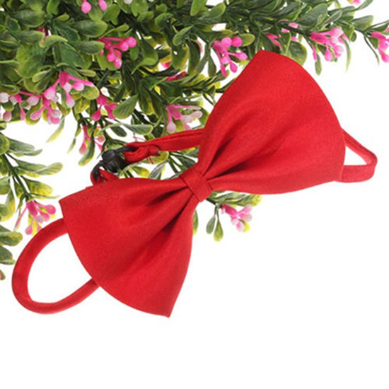 Dây nơ đeo cổ màu trơn xinh xắn cho thú cưng