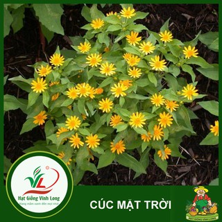 Hạt giống hoa Cúc mặt trời - 20 hạt