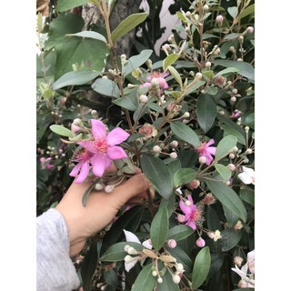 Cây sim nhỡ cao 60cm đang nụ hoa