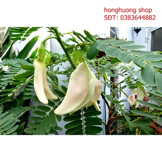 Hạt giống bông so đũa