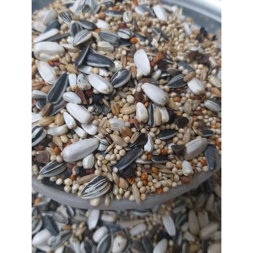 Bao nguyên 5kg hạt trộn manitoba dành cho vẹt nhỏ và trung lovebird, cookatel, rosella, sun, ngực hồng