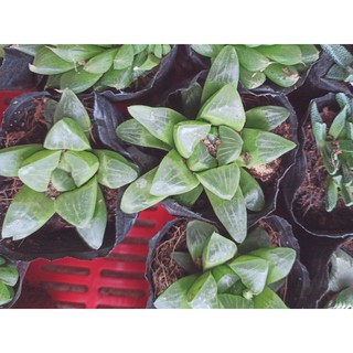 Sen đá ngọc, Haworthia Cooperi, guốc (Đọc mô tả)