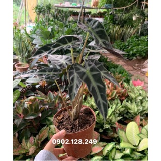 Cây môn quan âm chậu nhựa