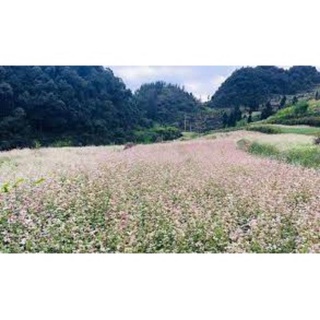 Hạt giống hoa tam giác mạch