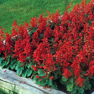 20 HẠT GIỐNG HOA XÁC PHÁO ĐỎ