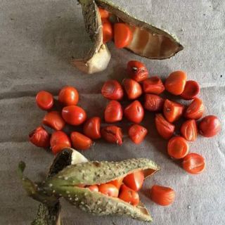 Hạt Dổi 100g