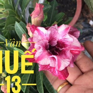 Sứ Thái ghép nhiều màu