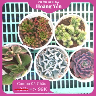 Combo 5 sen đá size trung ngẫu nhiên - cây khỏe giá rẻ - lỗi 1 đổi 1