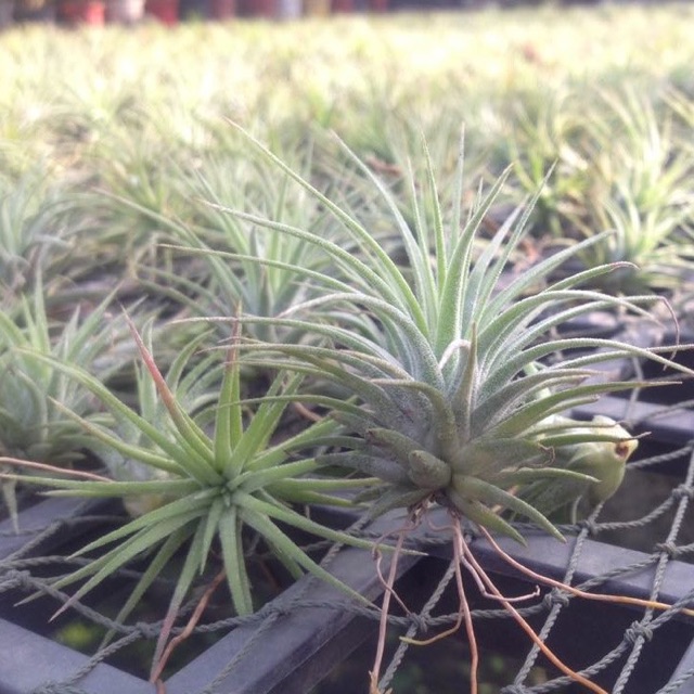 Cây Không Khí Kim Yến