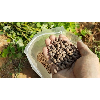 Hạt giống Cỏ Lạc Đậu Phộng - 10 hạt