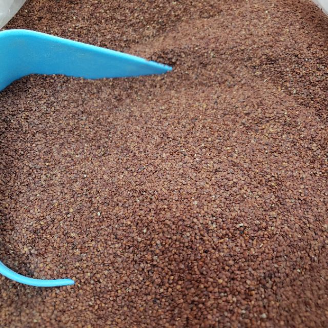 Ngũ Hoa Hạt To Sạch Hàng Loại 1 Nguyên Chất - Mỹ Phẩm Handmade | BigBuy360 - bigbuy360.vn