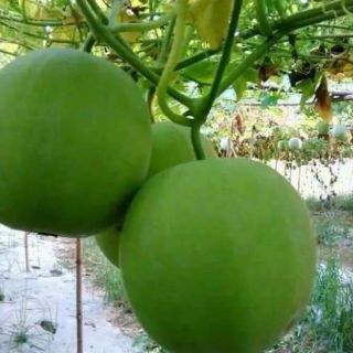 HẠT GIỐNG BÍ ĐAO HƯƠNG THÁI LAN