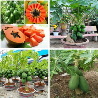 Gói 100 hạt giống đu đủ lùn siêu trái