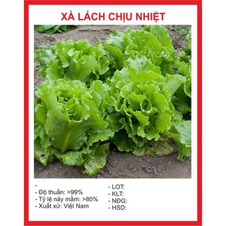 Combo hạt giống 2500K