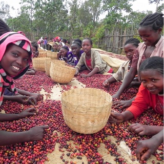 Cà phê 100% Arabica Yirgacheffe Ethiopia
