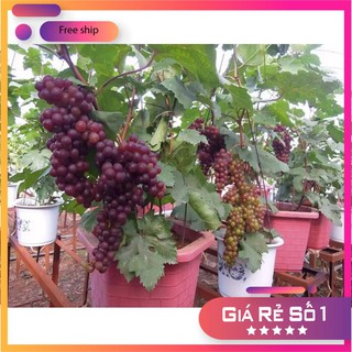 Hạt giống Nho pháp (10 hạt)