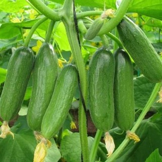 5H - HẠT GIỐNG DƯA CHUỘT CHÙM SIÊU TRÁI