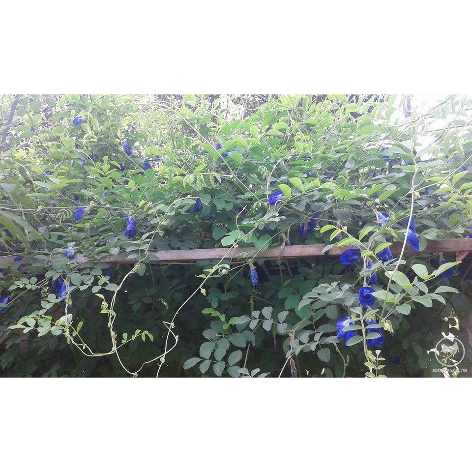 (xuanhai001)hoa đậu biếc khô