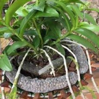 Phân dê bón lan đã xử lý combo 30 túi 40cm