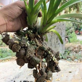 ĐÁ BỌT NÚI LỬA TRỒNG PHONG LAN PHI ĐIỆP, ĐỊA LAN