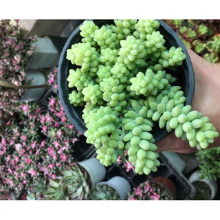 Sen đá chuỗi ngọc bi bụi đại