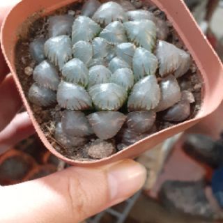 Sen đá kim cương Cooperi