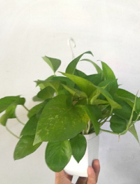 Trầu Bà Thái Treo Mini .