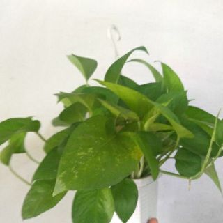 Cây trầu bà