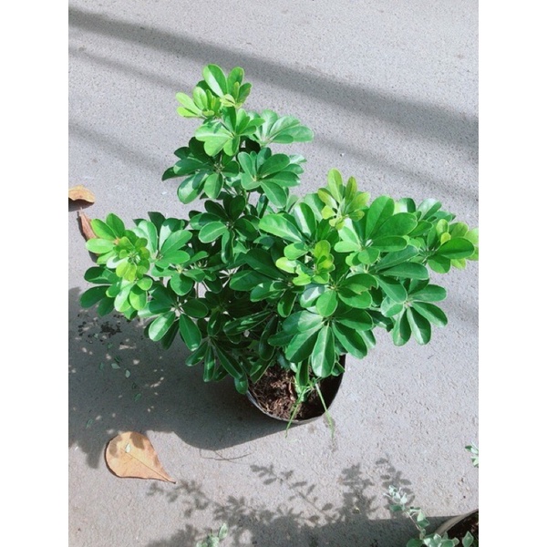 Cây Ngũ Gia Bì cao 20cm