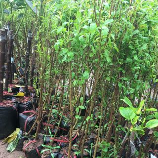 Cây giống lựu lùn ấn độ