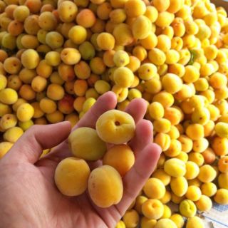 Mơ rừng chẻ sấy dẻo 500gr /65k