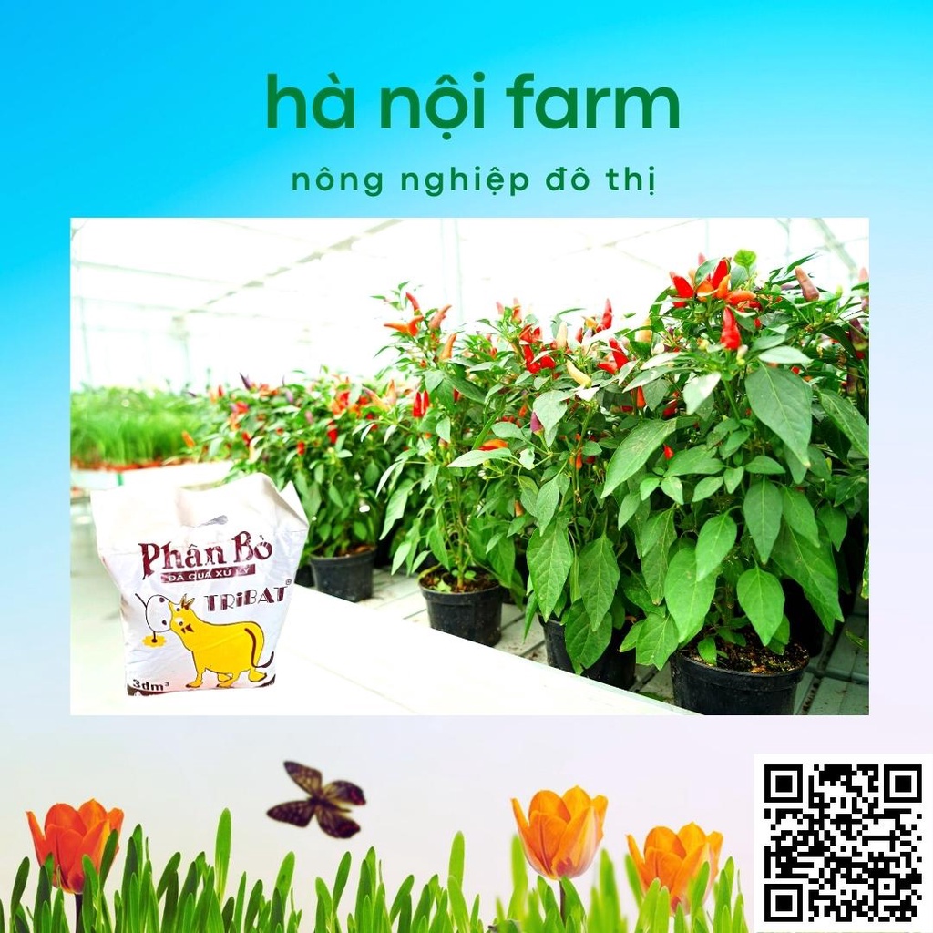 Phân bò khô, phân bò tự nhiên đã qua xử lý dùng cho mọi loại cây trồng gói 800g