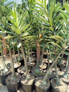 Cây Sứ thái chân dài (hạt giống & cây con)