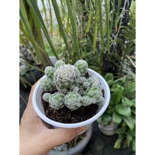 Xương rồng trứng chim