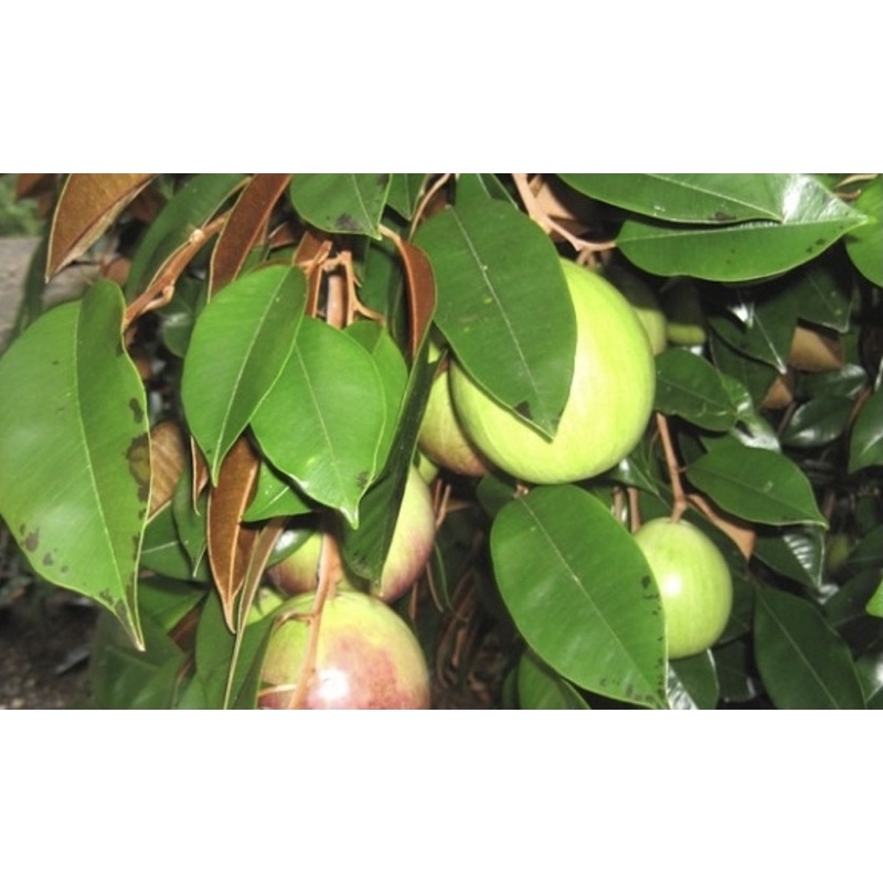 1kg lá vú sữa tươi chữa dạ dày, tiểu đường, hô hấp, xương khớp, tiêu chảy