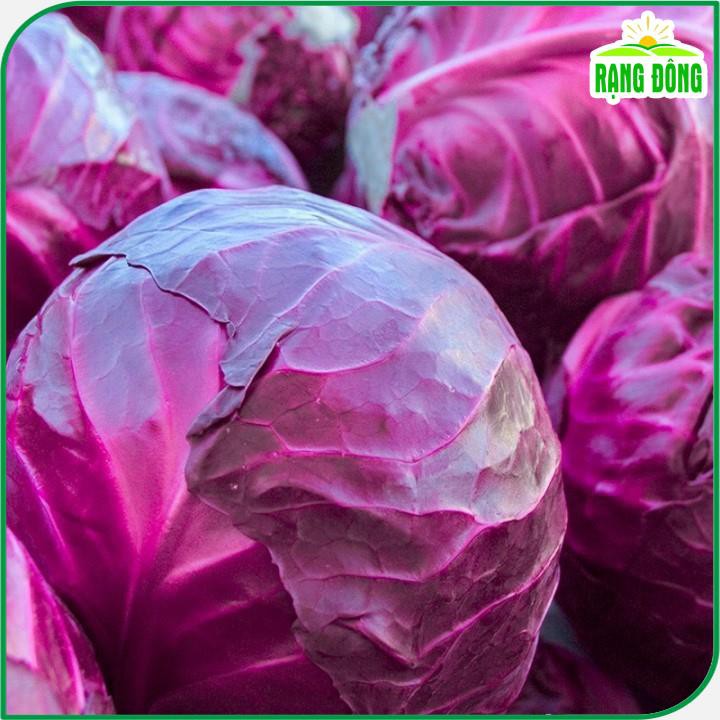 Hạt giống Bắp Cải Tím lai F1 sinh trưởng tốt, trồng quanh năm - Hạt giống Rạng Đông