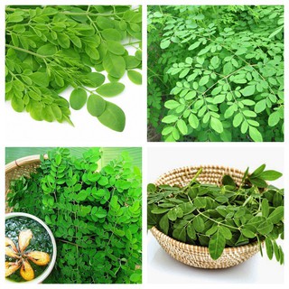 10 Hạt giống cây chùm ngây dinh dưỡng cao dễ trồng [CHẤT LƯỢNG]