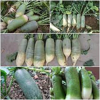 Hạt giống củ cải