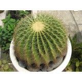Hạt giống Xương rồng 30 hạt