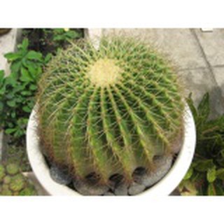 Hạt giống Xương rồng 30 hạt