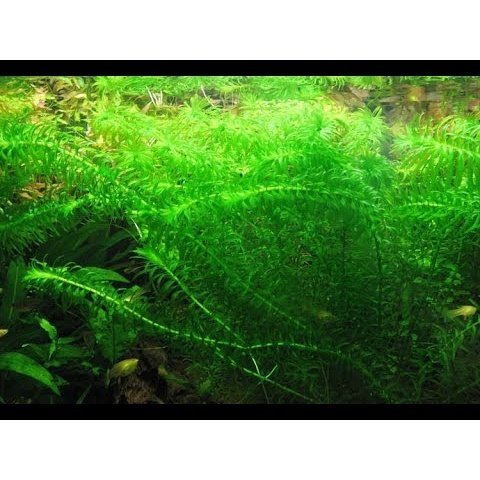 Rong đuôi chó (Chỉ ship miền Bắc và đầu miền Trung)