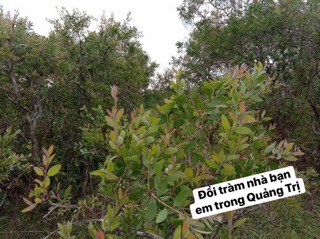 Dầu tràm nguyên chất Quảng Trị