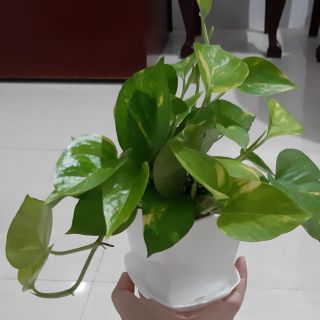 trầu bà xanh (vạn niên thanh)