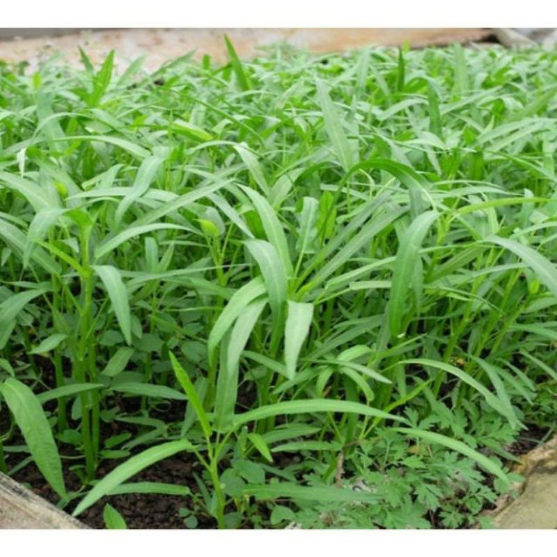 hạt rau muống gói 50g