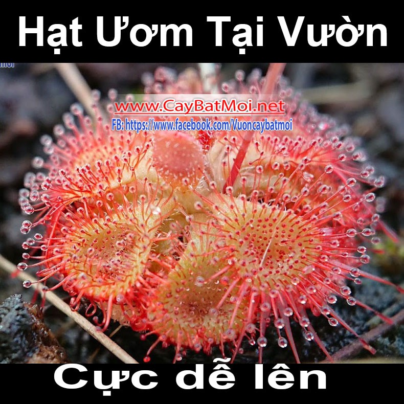 50 Hạt Giống Cây gọng vó đồng tiền drosera burmanii bèo đất