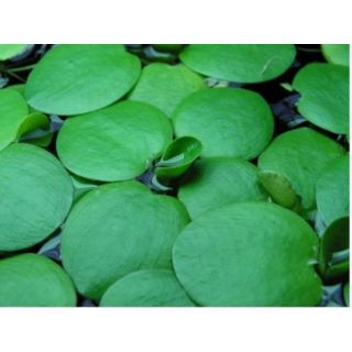 0,5kg Bèo Nhật