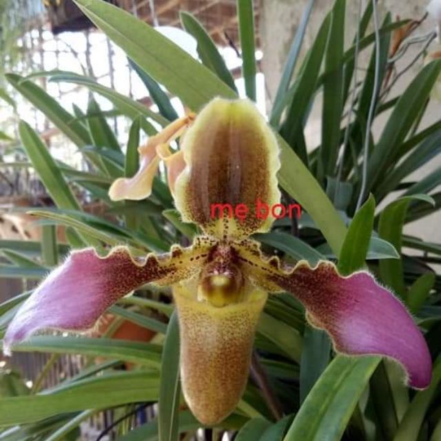 Combo 5 Cây giống lan hài vệ nữ