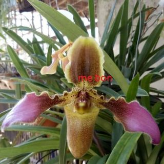 Combo 5 Cây giống lan hài vệ nữ