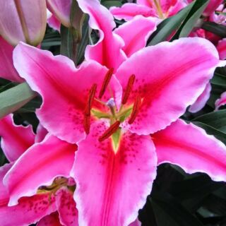 Củ hoa ly cao thơm màu hồng sorbonne Hà Lan