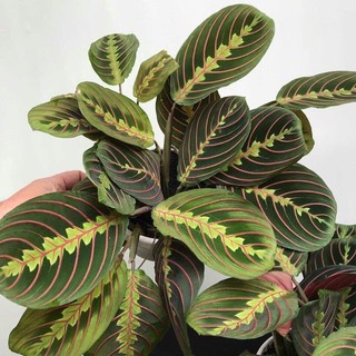 chậu đuôi công Maranta Prayer